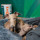 PipiDry™ [Absorve, Neutraliza, Desaparece]